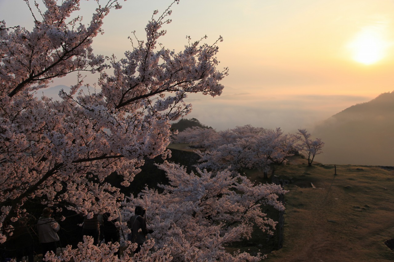 12桜 竹田城の桜 日の出後 気楽に撮ろうぜ