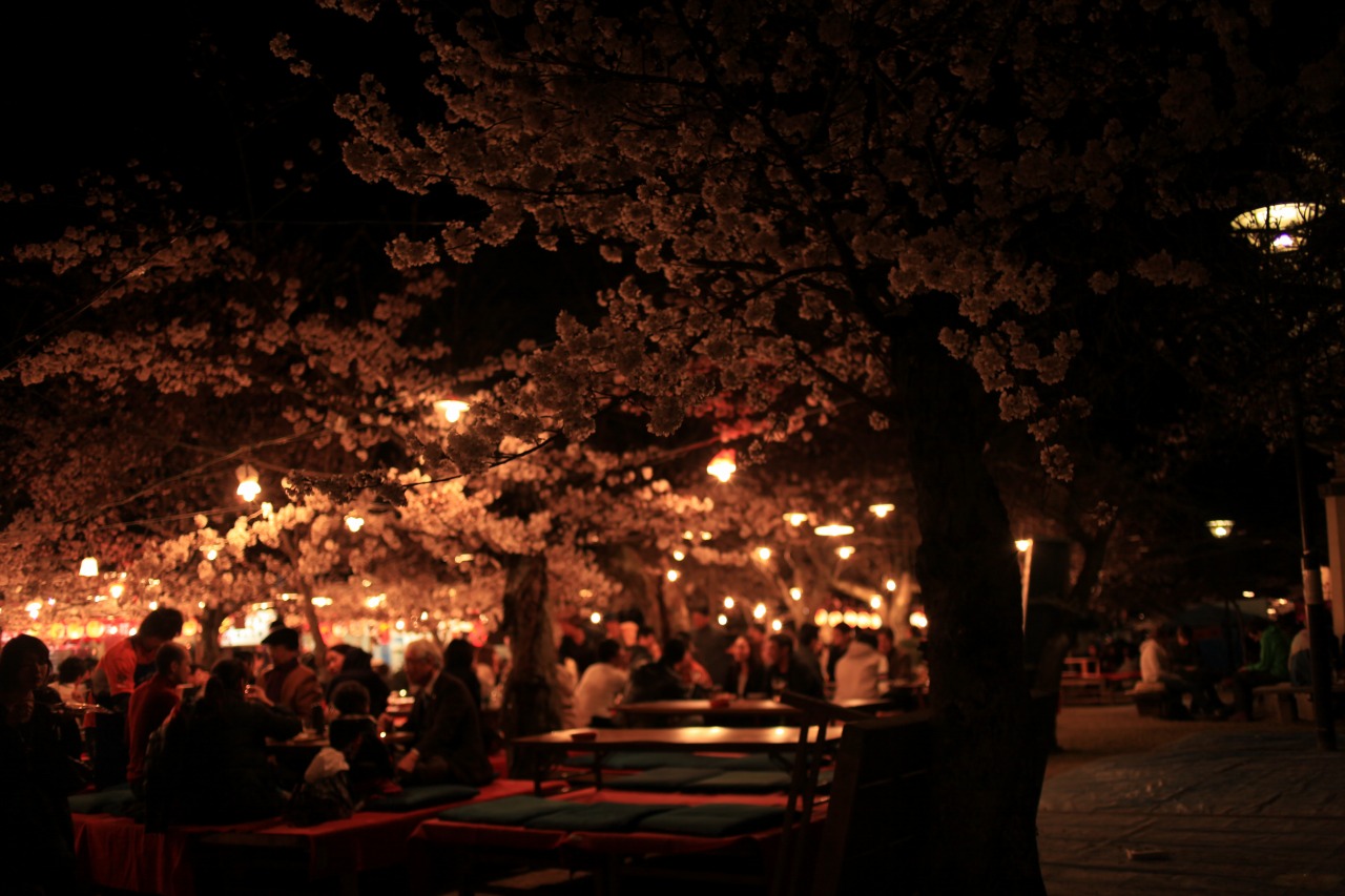 11桜 円山公園しだれ桜 気楽に撮ろうぜ