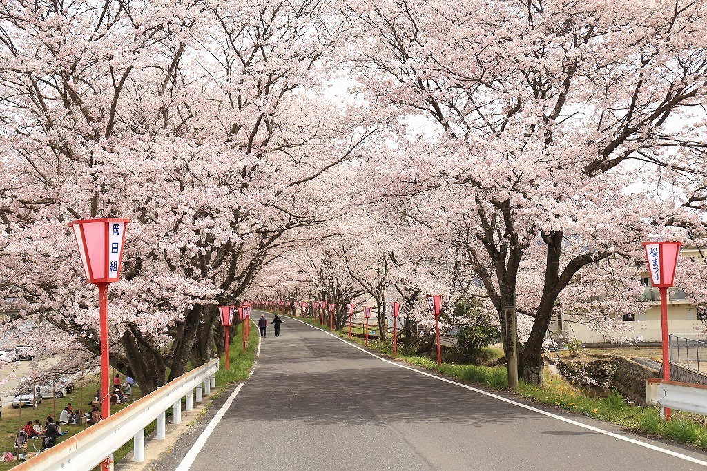 16桜 岡山 久世トンネル桜 気楽に撮ろうぜ